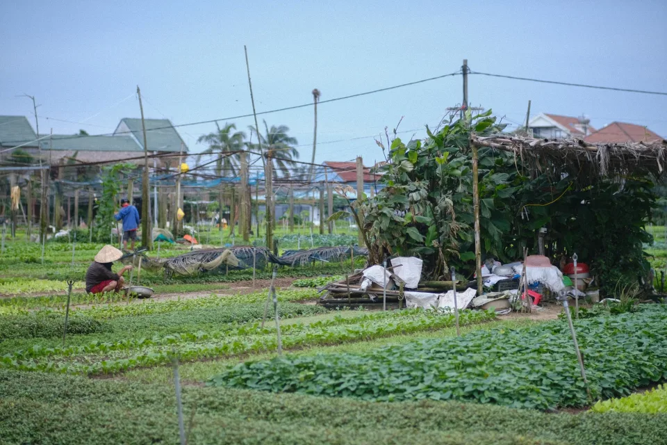 Vườn rau của Phương Đông